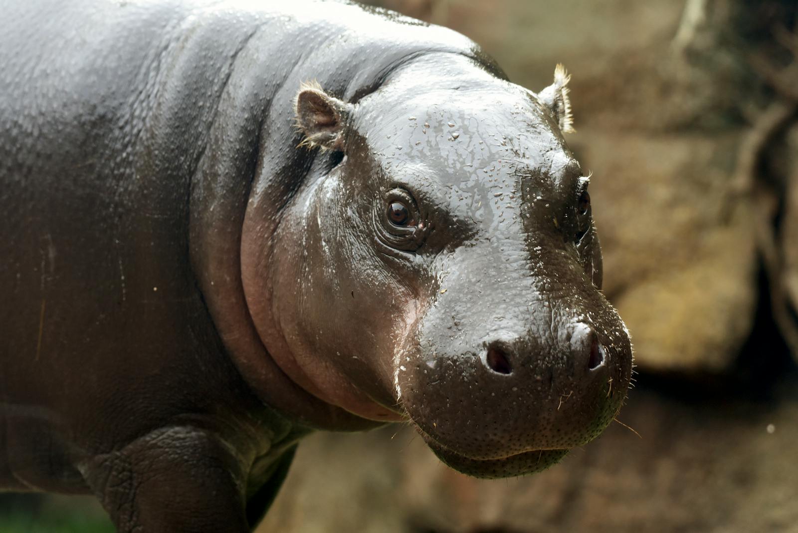 Hippopotámus portré a Loro Parque-ban