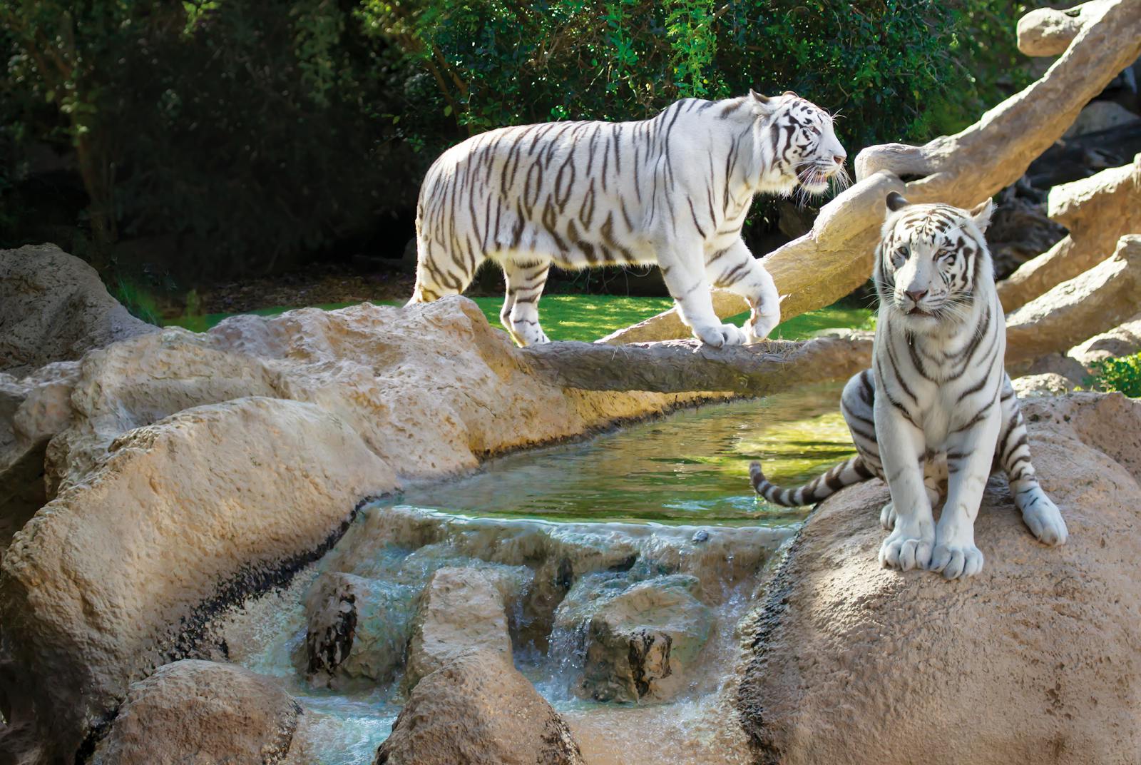 Két majestikus fehér tigris a Loro Parque-ban