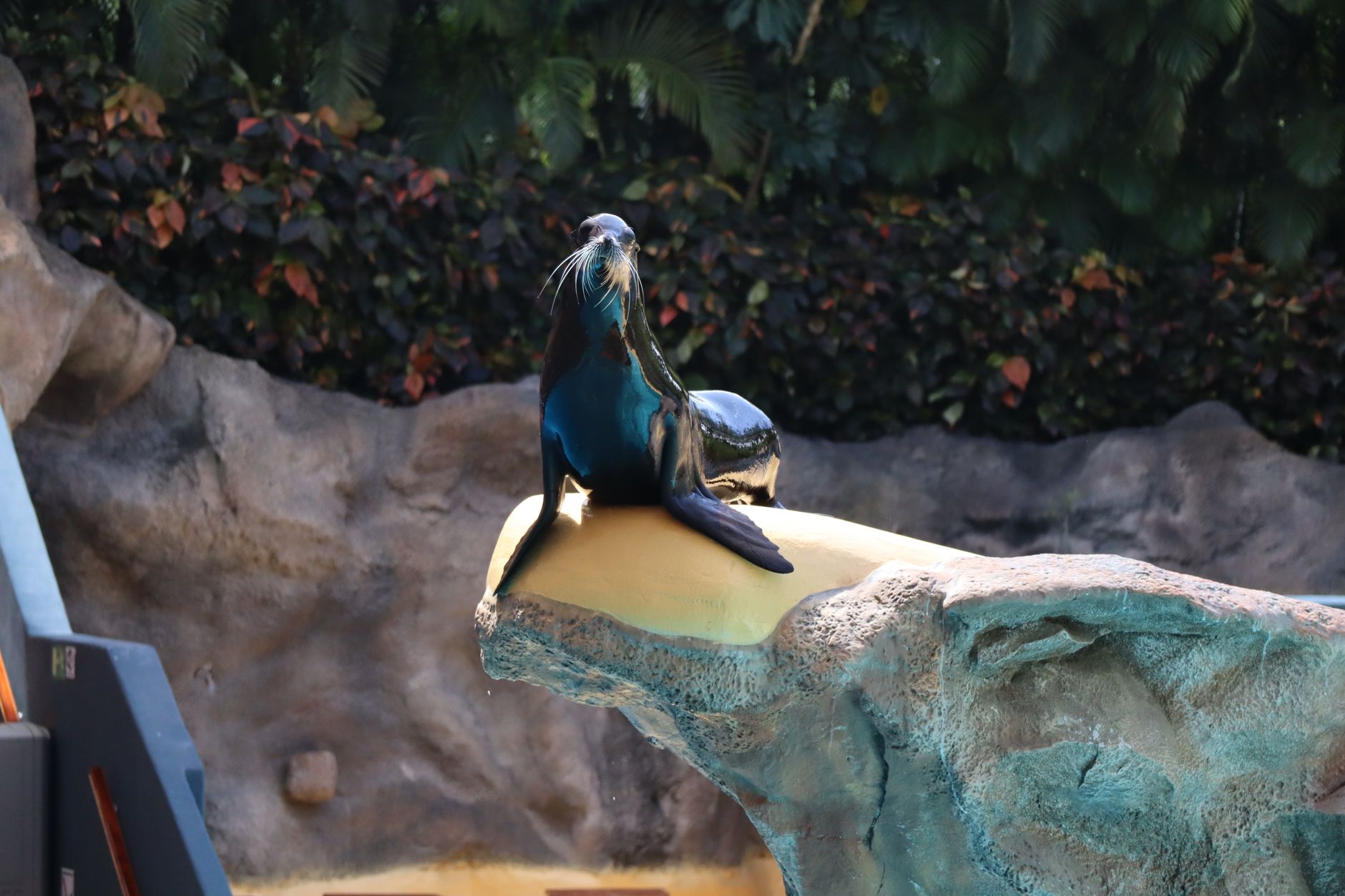 Majestikus fókafélék sziklán a Loro Parque-ban
