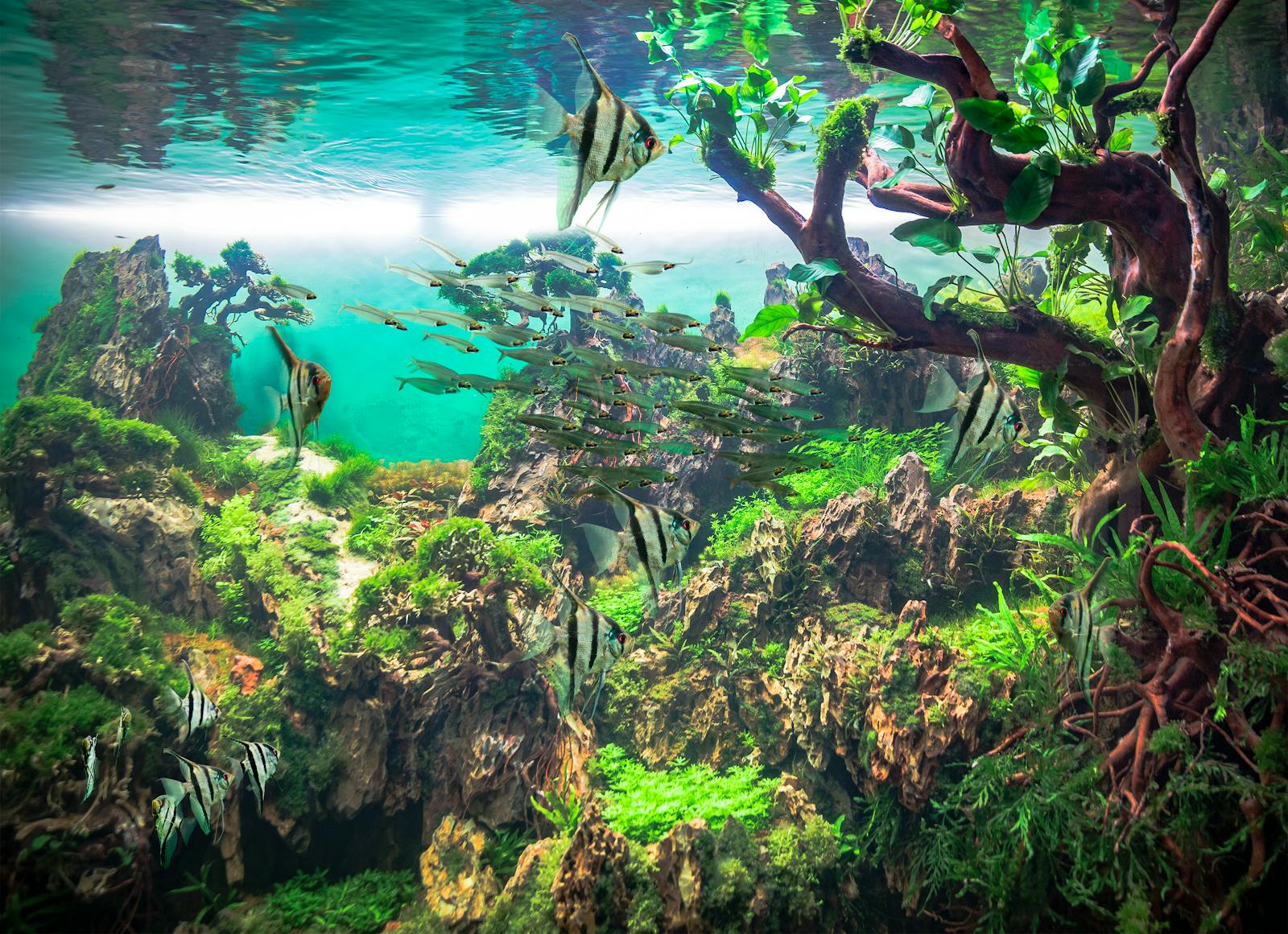Angelfisk i Loro Parakes frodige akvarium
