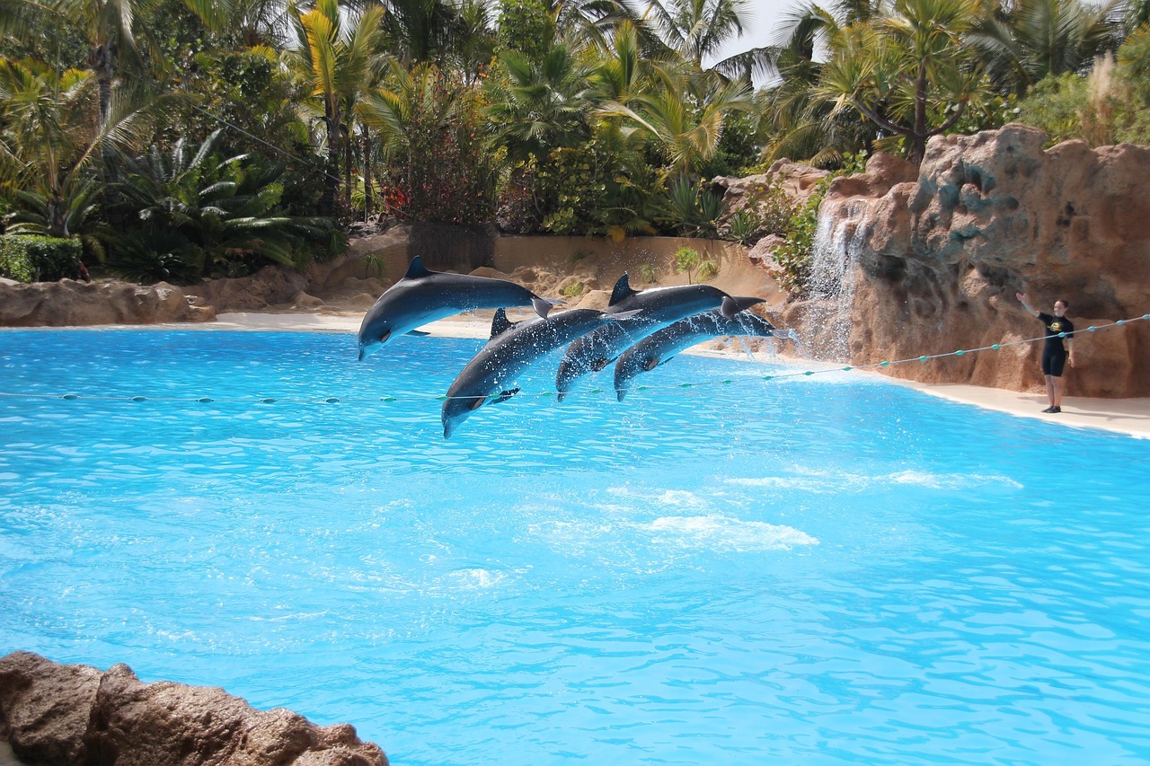 Delfiner som hopper i bassenget i Loro Parque