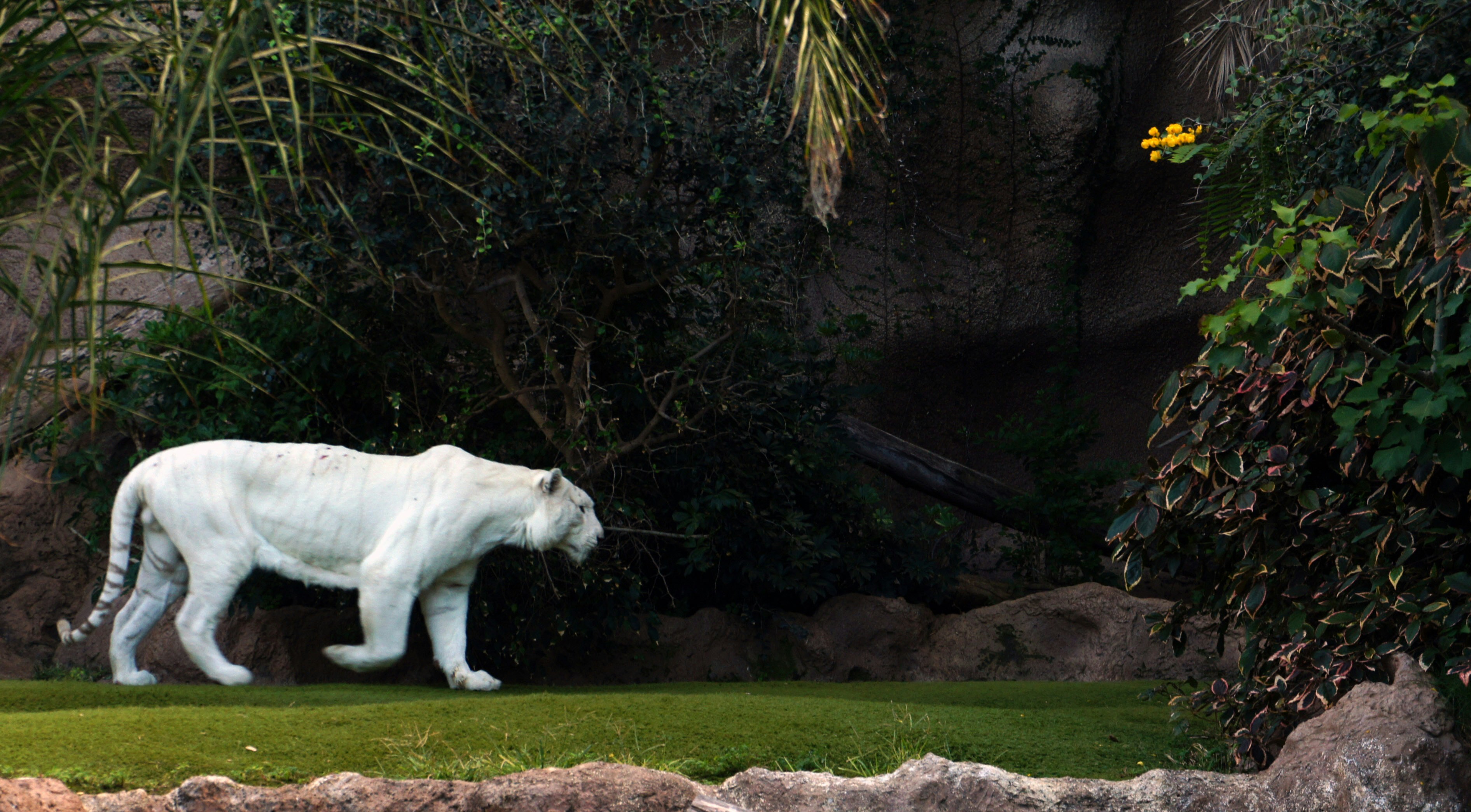 Majestetisk hvit tiger som vandrer i Loro Parque
