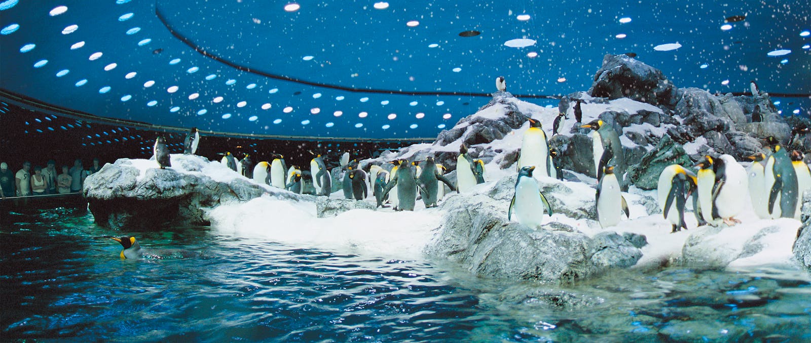 Pingviner i det snødekte habitatet til Loro Parque