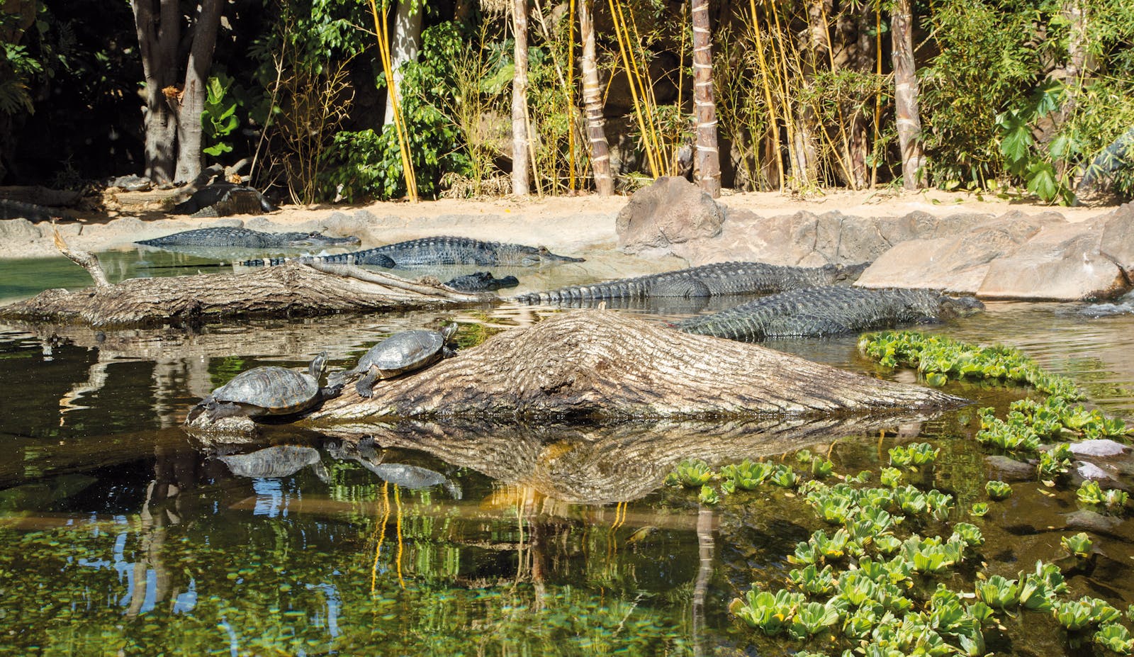 Crocodiles and turtles calmly in le Loro Parque
