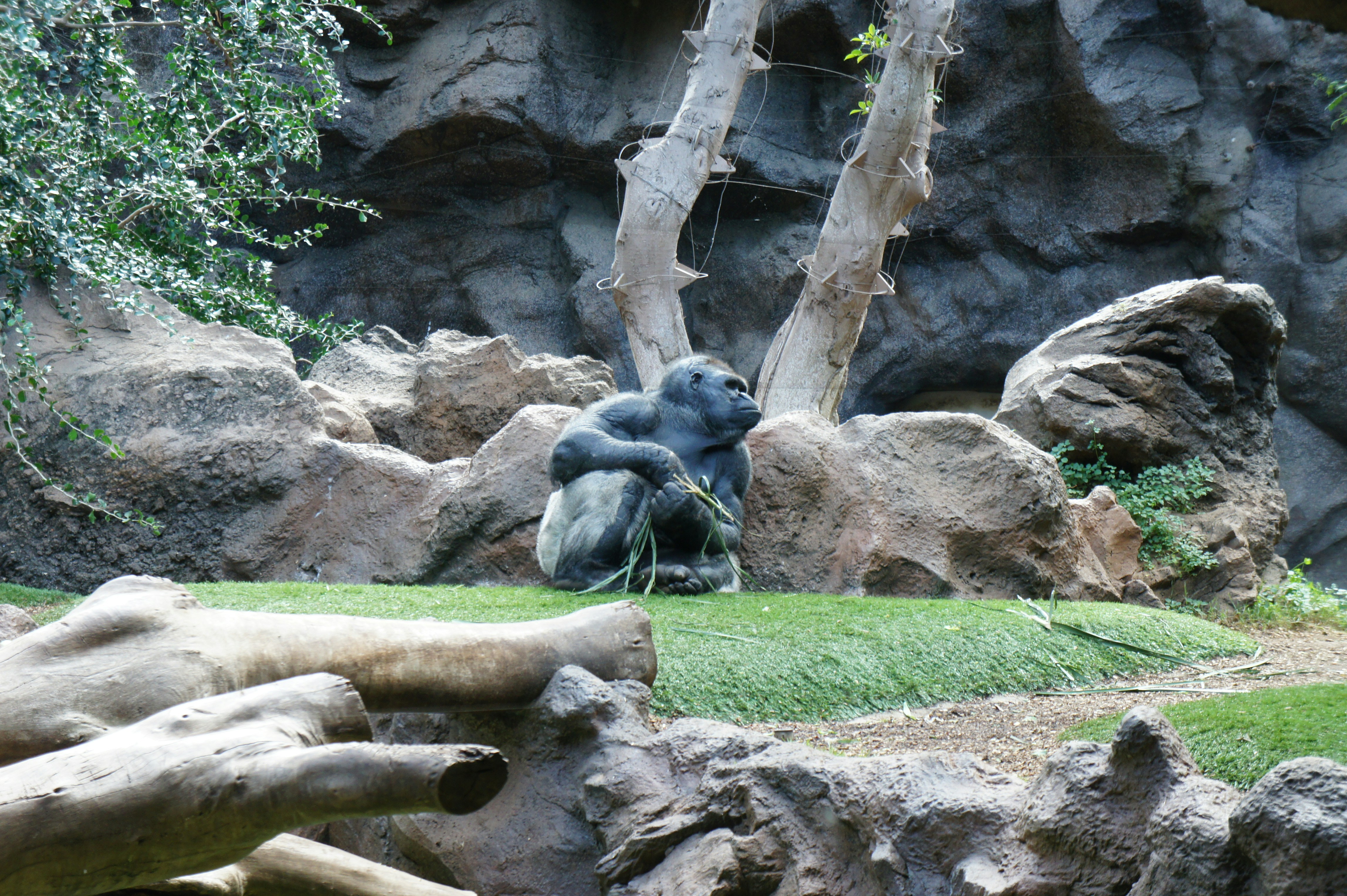Ensam gorilla sittande på gräs i Loro Parque